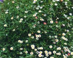 Erigeron karvinskianus - Mexican daisy