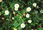 Erigeron karvinskianus, Mexican daisy. Reproduced from Common Weeds of New Zealand by kind permission of the New Zealand Plant Protection Society.