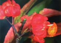 Euonymus europaeus - spindle tree