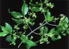 Euonymus europaeus, spindle tree. Reproduced from Common Weeds of New Zealand by kind permission of the New Zealand Plant Protection Society.