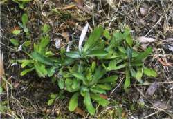 Gamochaeta spicata - purple cudweed