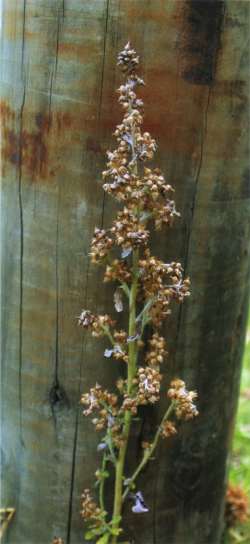 Gamochaeta spicata - purple cudweed
