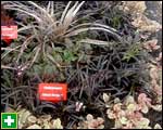 Ajuga Burgundy Lace (front) and black mondo grass