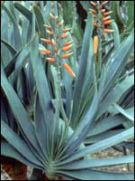 Fan aloe - Aloe plicatilis