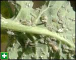 Aphids