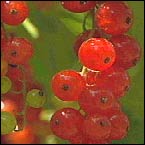 redcurrents