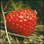 strawberry