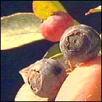 blackcurrents