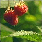 raspberries
