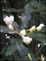 Natal shell-flower - Bowkeria gerrardiana