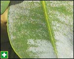 Silvering effect caused by thrips