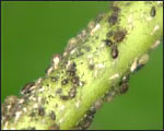 Aphids