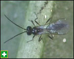 Encarsia wasp