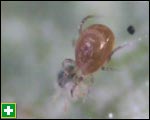 This reddish mite eats the two-spotted spider mite