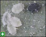 Juvenile whitefly - the black whitefly is infected