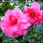 Camellia reticulata flowers