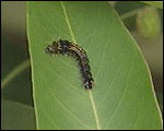 Young caterpillar