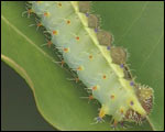 Adult caterpillar