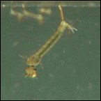 mosquito larvae