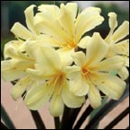 Clivia 'Hammet Moonglow'