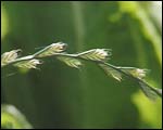 Ryegrass