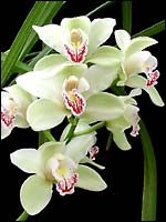 Cymbidium orchids