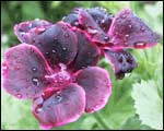 Growing geraniums