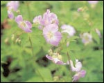 Growing geraniums