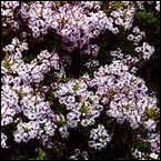 New Zealand lilac - Heliohebe hulkeana