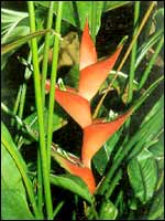 Heliconia humilis