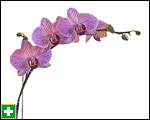 Moth orchid