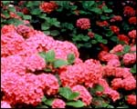 hydrangea