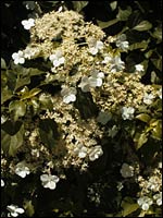 climbing hydrangea - Hydrangea anomala subsp. petiolaris