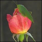Katydid on rose