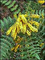 Chinese holly grape - Mahonia lomariifolia