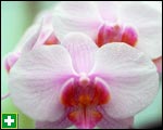 Moth orchid