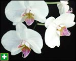 Moth orchid