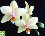 Moth orchid