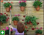 Watering the pelargonuim wall