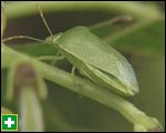 Adult bug