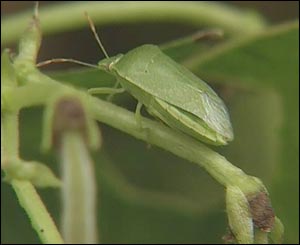 Adult bug preview