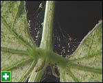Spider mites