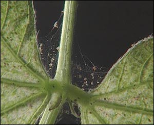 Spider mites preview