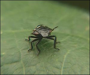 Young bug preview