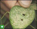 Predatory mites on leaves sold in packets