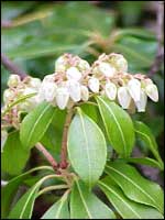 Japanese Pieris - Pieris japonica