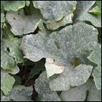 Powdery mildew on leaves