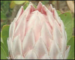 Protea