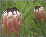 Protea neriifolia