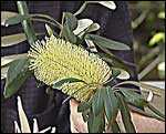 Banksia integrifolia